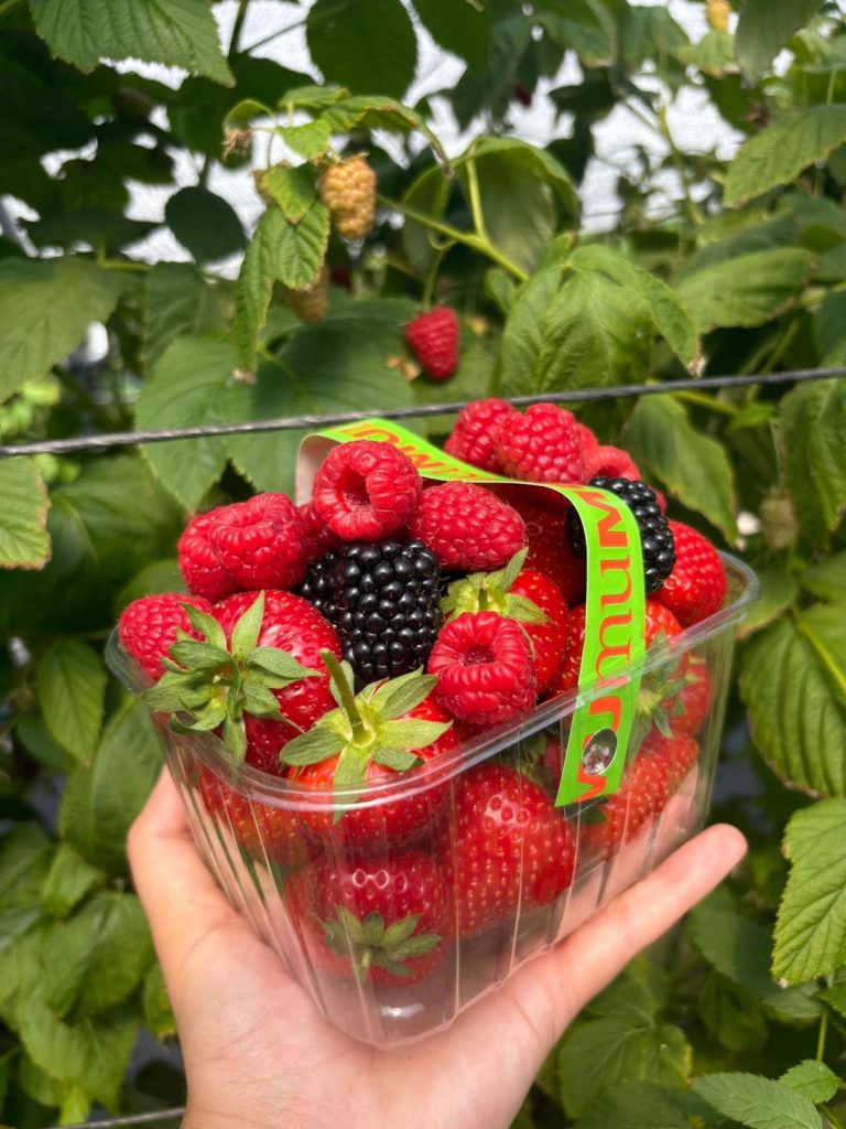 Cesta de frutos rojos muMU Berries recolectados por un asistente