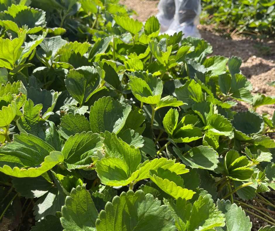 Planta de fresa en vivero de El Pinar a septiembre 2025