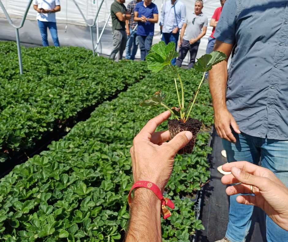 Planta de fresa en maceta de El Pinar previa a su envío para posterior plantación