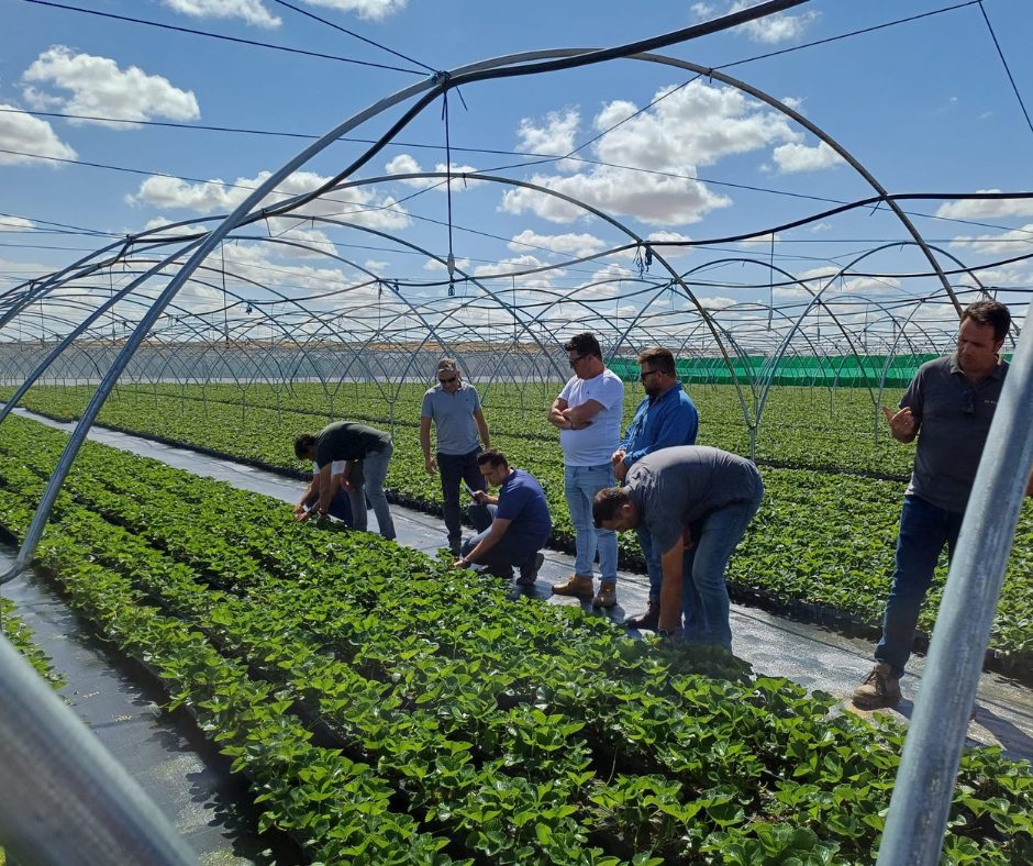 Clientes griegos de Sanlucar Fruits visitando nuestro vivero de planta en maceta de fresa