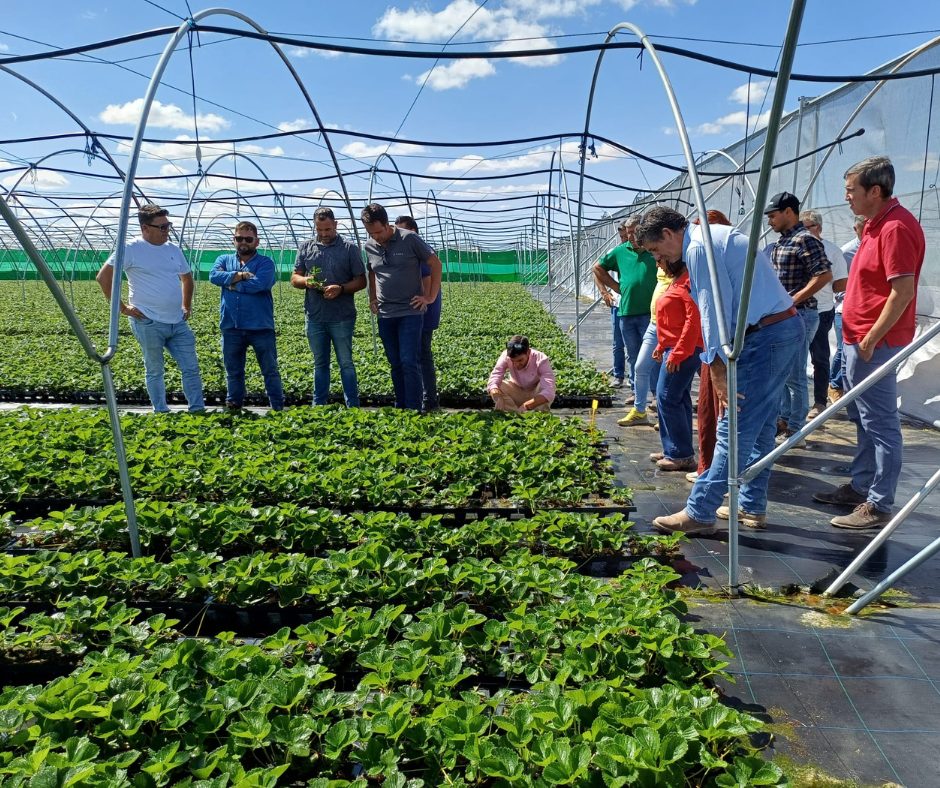 Clientes griegos de Sanlucar Fruits visitando nuestro vivero de planta en maceta de fresa