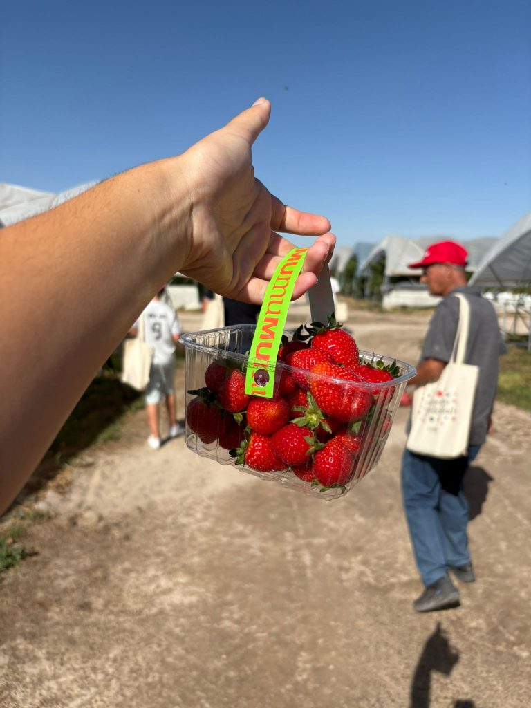 Recolección de frutos rojos muMU Berries en los campos de Coca (Segovia)