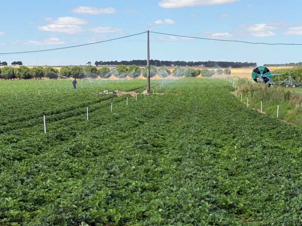 Vivero de variedad Inspire a raíz desnuda de El Pinar a septiembre 2025