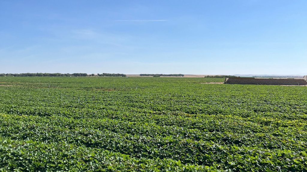 Vivero de planta a raíz desnuda de El Pinar, ubicado en Madrigal de las Altas Torres (Ávila)