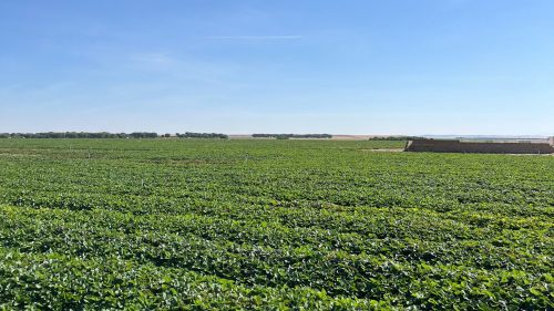 Vivero de planta a raíz desnuda de El Pinar, ubicado en Madrigal de las Altas Torres (Ávila)