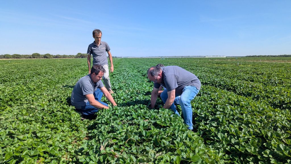 Vivero de planta de fresa a raíz desnuda de El Pinar en Madrigal de las Altas Torres (Ávila)