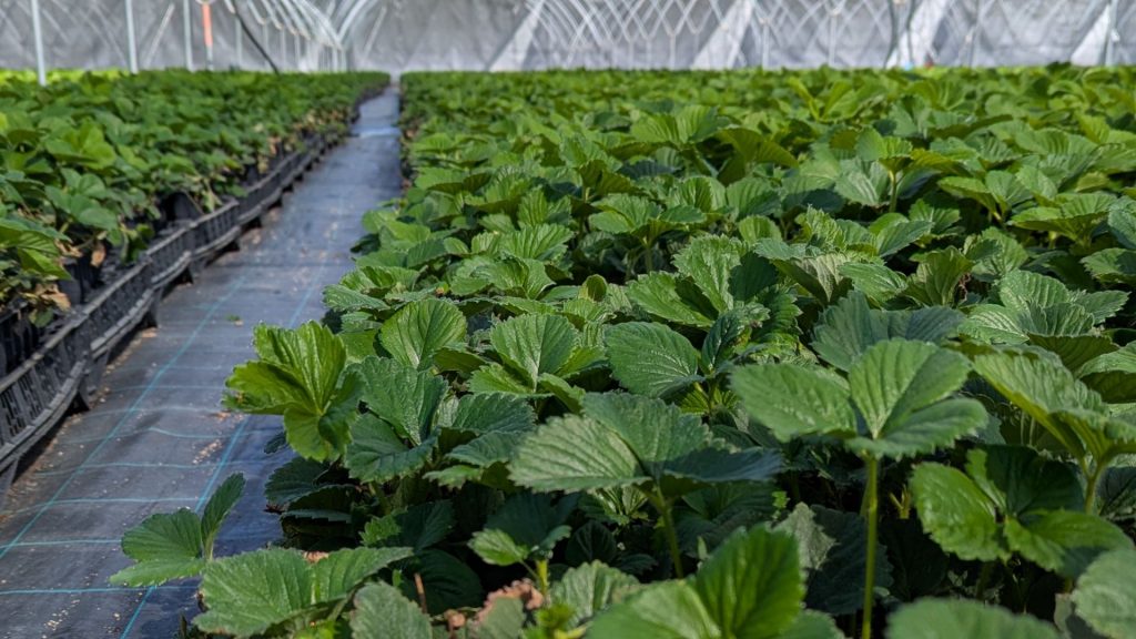 Vivero de planta en maceta de El Pinar en Blasconuño de Matacabras