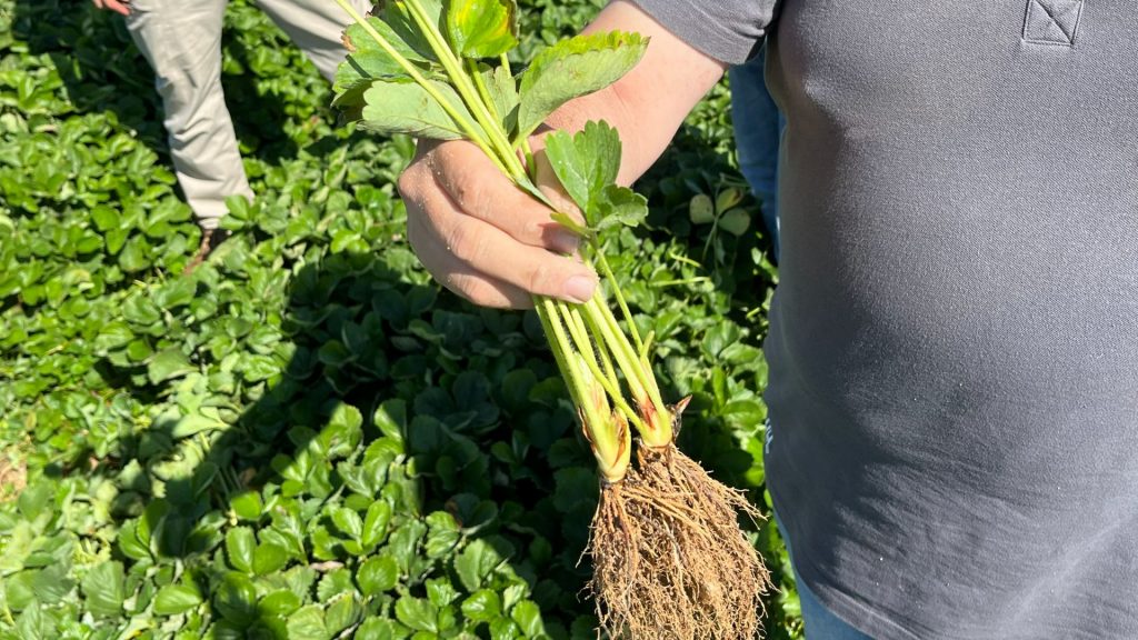 Planta de fresa a raíz desnuda de El Pinar