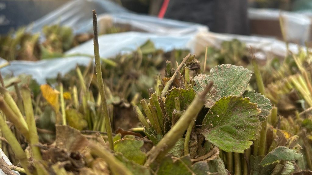 Caja de plantas de fresa a raíz desnuda de El Pinar