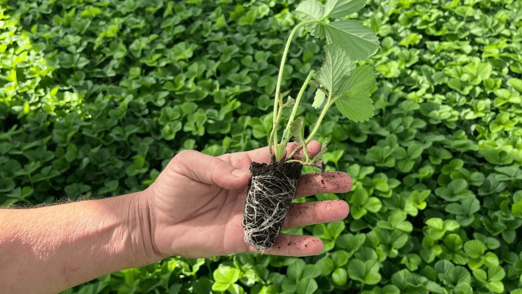 Planta de fresa en maceta de El Pinar
