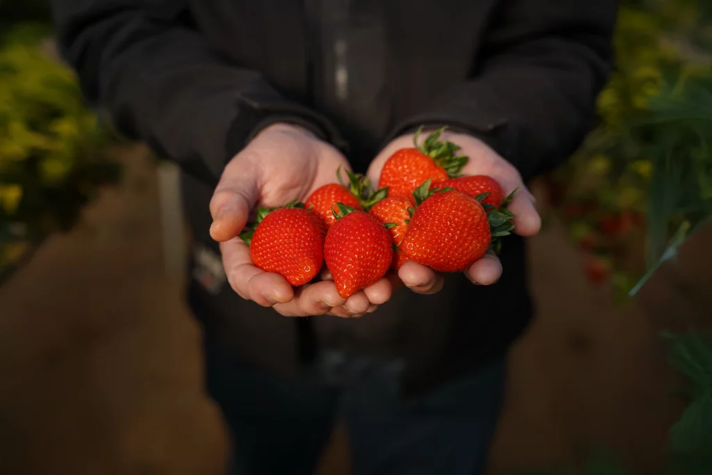 Nueva variedad de planta de fresa PSG061 presentada por El Pinar.