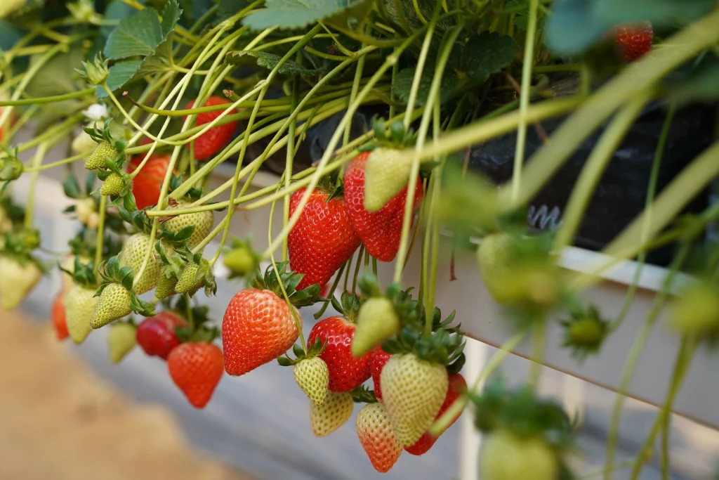 Nueva variedad de planta de fresa PSG061 presentada por El Pinar.