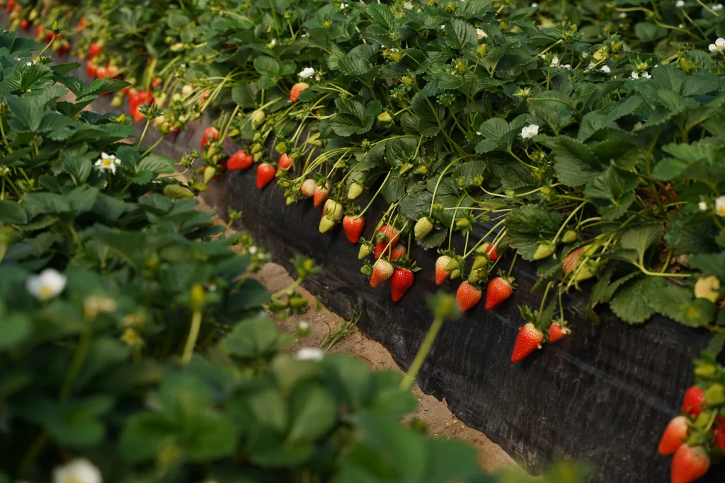 Nueva variedad de planta de fresa PSG061 presentada por El Pinar.